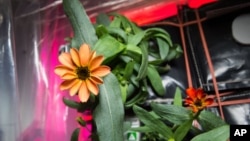 FILE - This Jan. 16, 2016, photo made available by NASA shows a blooming zinnia flower grown aboard the International Space Station. As far back as 1984, NASA started testing plants for their air filtration qualities.