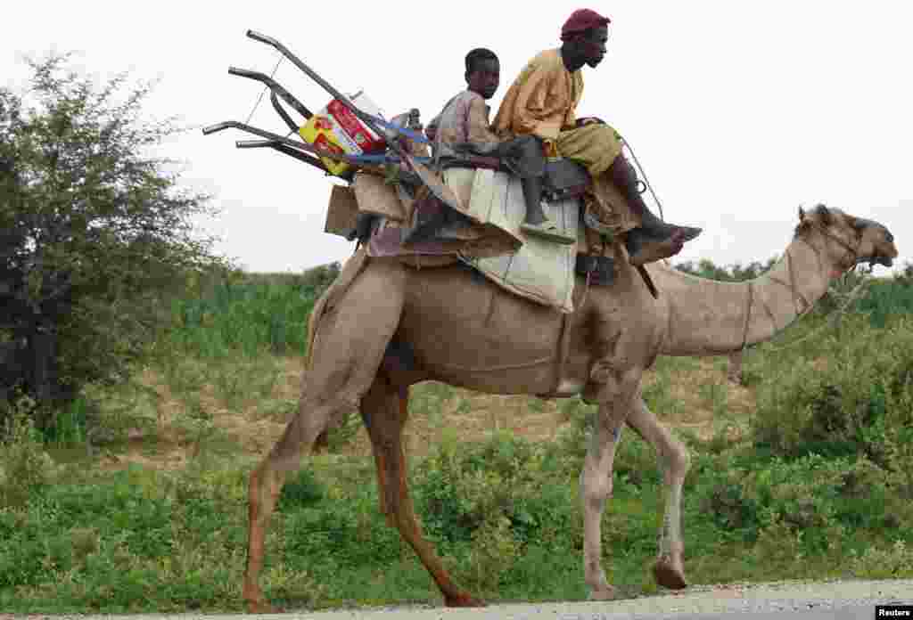 A man and his son, with their farming tools, sit on a camel along Sokoto-Anka road, in northeastern state of Zamfara August 14, 2013.