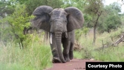 FILE - An elephant is seen in Pendjar National Park. (Courtesy: Government of Benin)