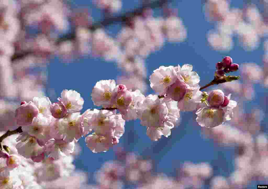 رنگ برنگے خوبصورت کھلتے پھول موسم بہار کی آمد کا پتا دے رہے ہیں۔