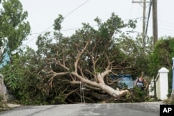 An area resident attempts to pass a tree downed by the high winds of Hurricane Nicole, in St. Georges, Bermuda, Oct. 13, 2016.