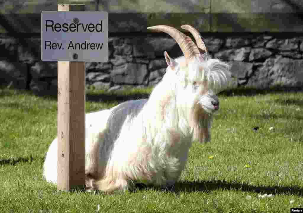 A goat rests by a sign in the a coastal town in Llandudno, Wales, Britain. The animal belongs to a herd that invaded the town after the coronavirus lockdown there left the streets empty.