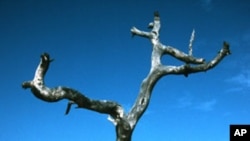 A dead ironwood tree (Prosopis africana) in Senegal, West Africa, is one of many trees that have died due to climate change.
