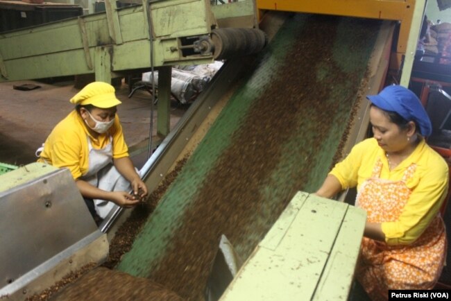 Pekerja Pengolahan tembakau Koperasi Kareb Bojonegoro mengawasi proses perajangan dan pengepakan tembakau untuk industri rokok. (Foto: VOA/Petrus Riski)