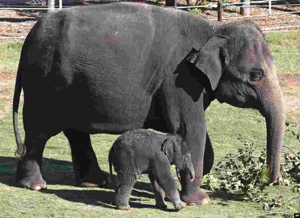 Asian elephant Kairavi, left,walks with her mother, Asha, right, as she is outside for the first time at the zoo in Oklahoma City, Oct. 11, 2018.