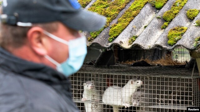 丹麥一個貂養殖場（路透社2020年10月9日）