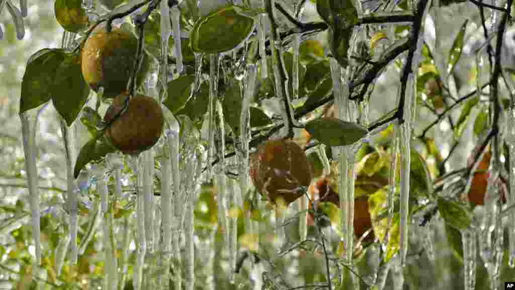 Ice clings to oranges in a grove in Plant City, Florida. Farmers spray water on their crops to help keep the fruit from getting damaged by the cold.