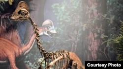Oviraptorosaur (Courtesy of the Carnegie Museum of Natural History)