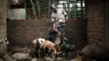 Richard Ngueringu, un ancien milicien et fondateur d'une coopérative agricole appelée Kekereke-Ti-Ye ("Notre avenir") nourrit ses chèvres dans le centre de Bambar, Centrafrique, 4 octobre 2017.