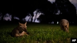In this Sunday, April 12, 2020 photo, jackals are seen on the grass at Hayarkon Park, in the heart of Tel Aviv, Israel. With Tel Aviv in lockdown due to the coronavirus crisis, and the park, like most of the city, nearly empty, the timid animals have come.