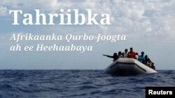 Tahriibka