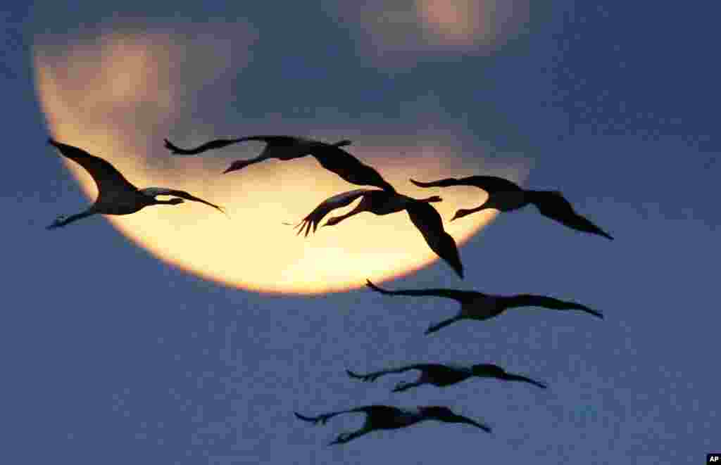 A flock of cranes flies past the rising moon in Nauen near Berlin, Germany. The cranes rest in the wetlands west of Berlin on their way from breeding places in the north to their wintering grounds in the south.