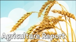 Agriculture Report