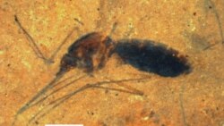 Smithsonian Scientists Find Fossil of Ancient Blood Engorged Mosquito