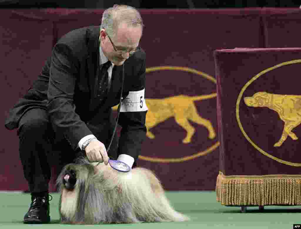 David Fitzpatrick combs Malachy, a Pekingese, during the 136th annual Westminster Kennel Club dog show in New York, February 14, 2012. (AP)