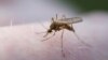 Research Continues into Drug-Resistant Malaria