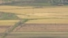 미 농무부 "북한, 내년도 쌀 수입량 증가 전망"