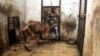 Harimau Sumatera Mati Setelah Diselamatkan dari Kebun Binatang Surabaya