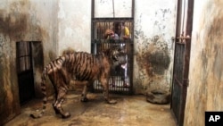 Seorang penjaga Kebun Binatang Surabaya mencoba memberi makan Melanie, harimau Sumatera betina yang kurus kering karena sakit. (Foto: AP)