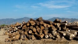 Guiné-Bissau: Primeiro-ministro acusado de participar na exploração ilegal de madeira