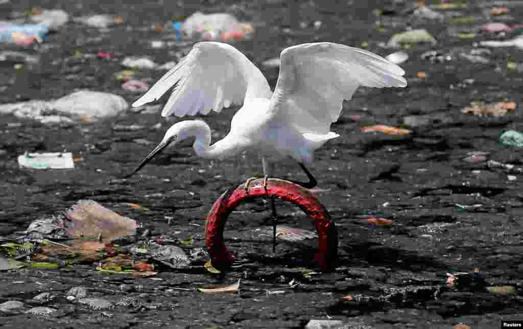 An Intermediate Egret tries to balance itself on a bicycle tire in a canal filled with garbage near a residential area in Colombo, Sri Lanka.