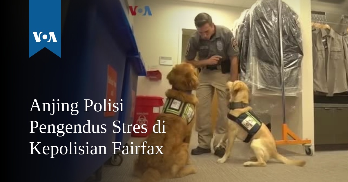 Anjing Polisi Pengendus Stres Di Kepolisian Fairfax Voa Indonesia