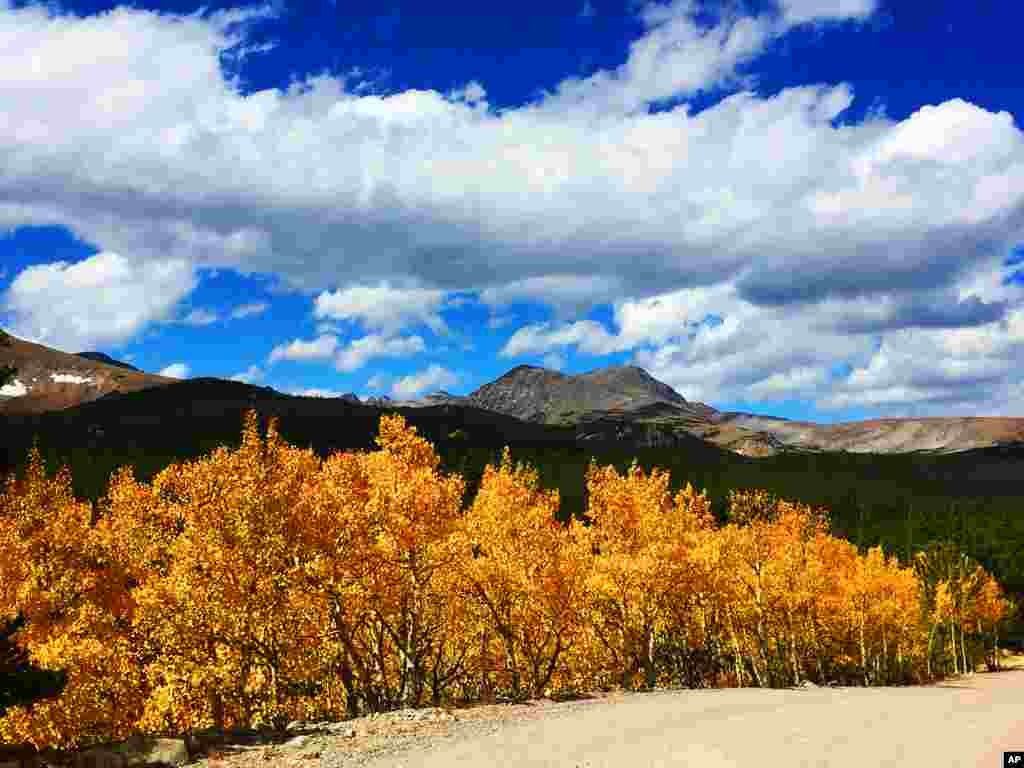 Daun-daun di dekat pegunungan Colorado berubah menjadi kuning di kota Ward, Colorado.