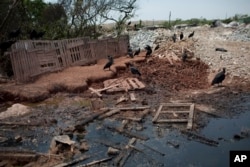 In this Oct. 20, 2017 photo, vultures gather by garbage in the Jardim Gramacho slum of Rio de Janeiro, Brazil.