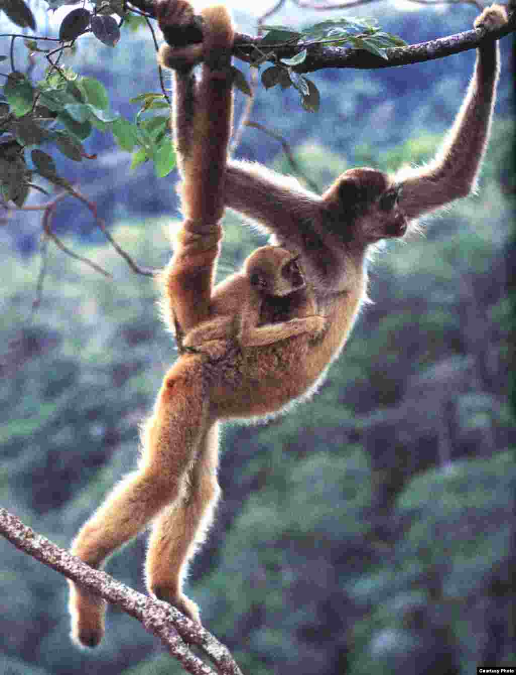 Monyet Muriqui yang sudah punah di Hutan Atlantik Timur Laut dilindungi di bagian kecil hutan oleh ahli konservasi. (Foto: Luciano Candisani)