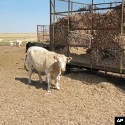 The drought has raised the price of every type of cattle feed, including "gin trash," unwanted parts of the cotton plant produced as a by-product of the region's many cotton gins.