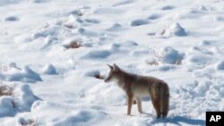 FILE - A coyote makes its way through the snow on a hillside north of Reno, Nev., Nov. 10, 2015. Conservationists are suing three U.S. agencies over an environmental review the government says satisfies requirements to resume killing wildlife in federally