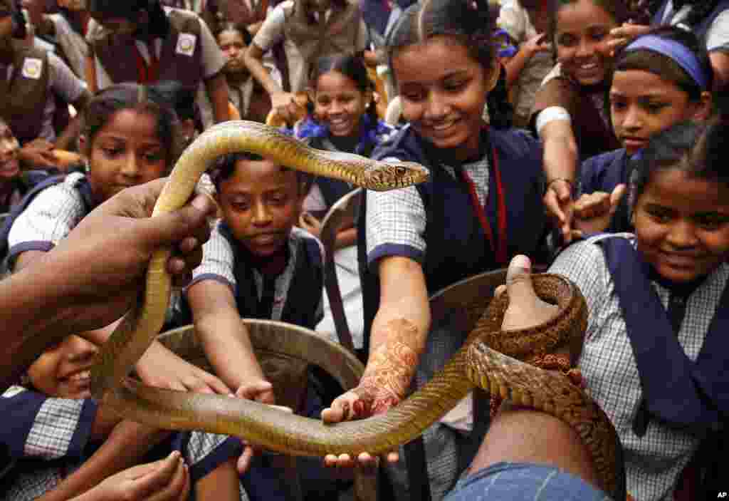 인도 뭄바이에서 뱀을 숭배하는 나그판차미 축제가 열린 가운데, 학생들이 뱀을 만지고 있다.