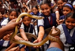 Many germs are spread at school. So, it is important to teach kids good handwashing habits. These school children in Mumbai, India, will most likely wash their hands after handling a snake. (File Photo 2015.)
