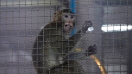 A long-tailed macaque which is kept for use in clinical research is seen inside cage at National Primate Research Center, run by Chulalongkorn University in Saraburi Province, north of Bangkok, Saturday, May 23, 2020.