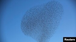 FILE - A flock of starlings fly over an agricultural field near the southern Israeli city of Netivot, Feb. 12, 2014. The starlings migrate from central and Eastern Europe to spend the winter in Israel, said an employee of Israel's nature and parks authori