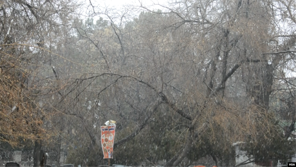 شدید سردی سے درختوں کے پتے خشک ہو کر گر چکے ہیں جب کہ خالی ٹھنیاں برف سے اٹھی ہوئی ہیں۔