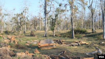 Taman Nasional Baluran Afrika Kecil Diujung Timur Pulau Jawa