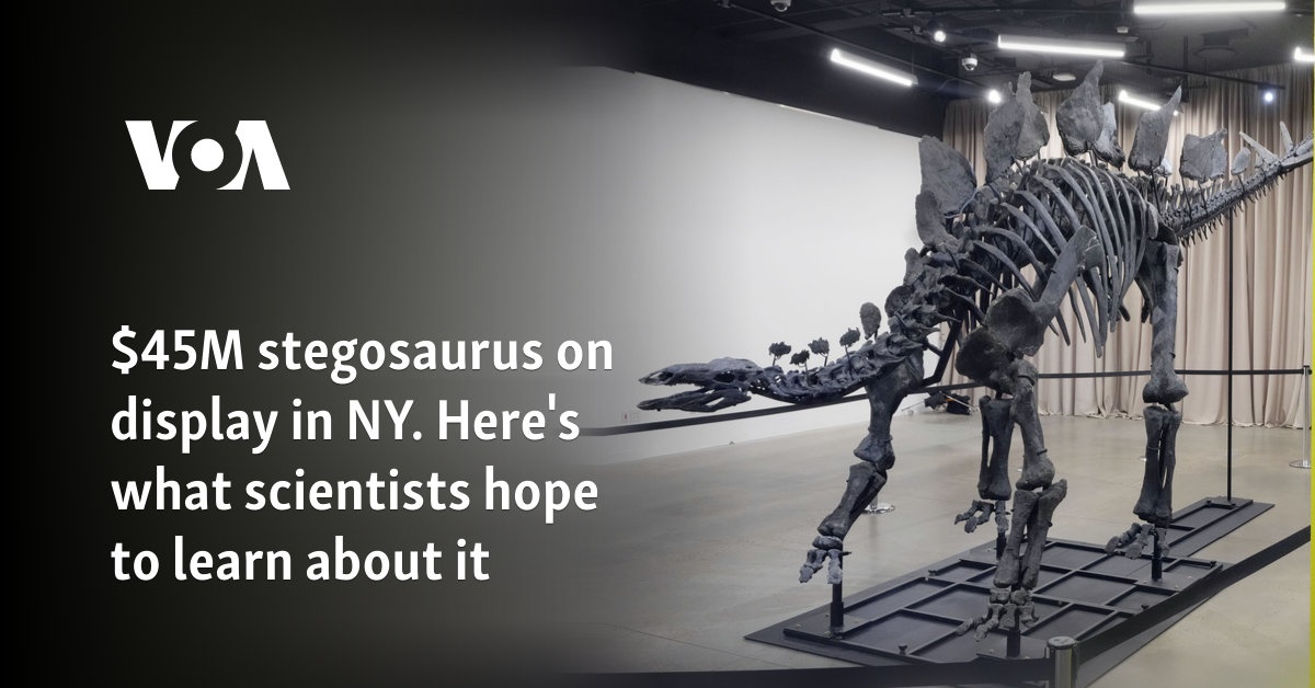 M stegosaurus on display in NY. Here’s what scientists hope to learn about it