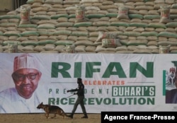 A Nigerian police officer walking with a sniffer dog inspects a rice pyramid during the launch of the largest rice pyramids in Abuja, Nigeria, Jan. 18, 2022.