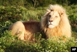 A male white lion resident on Pumba game park in South Africa’s Eastern Cape region