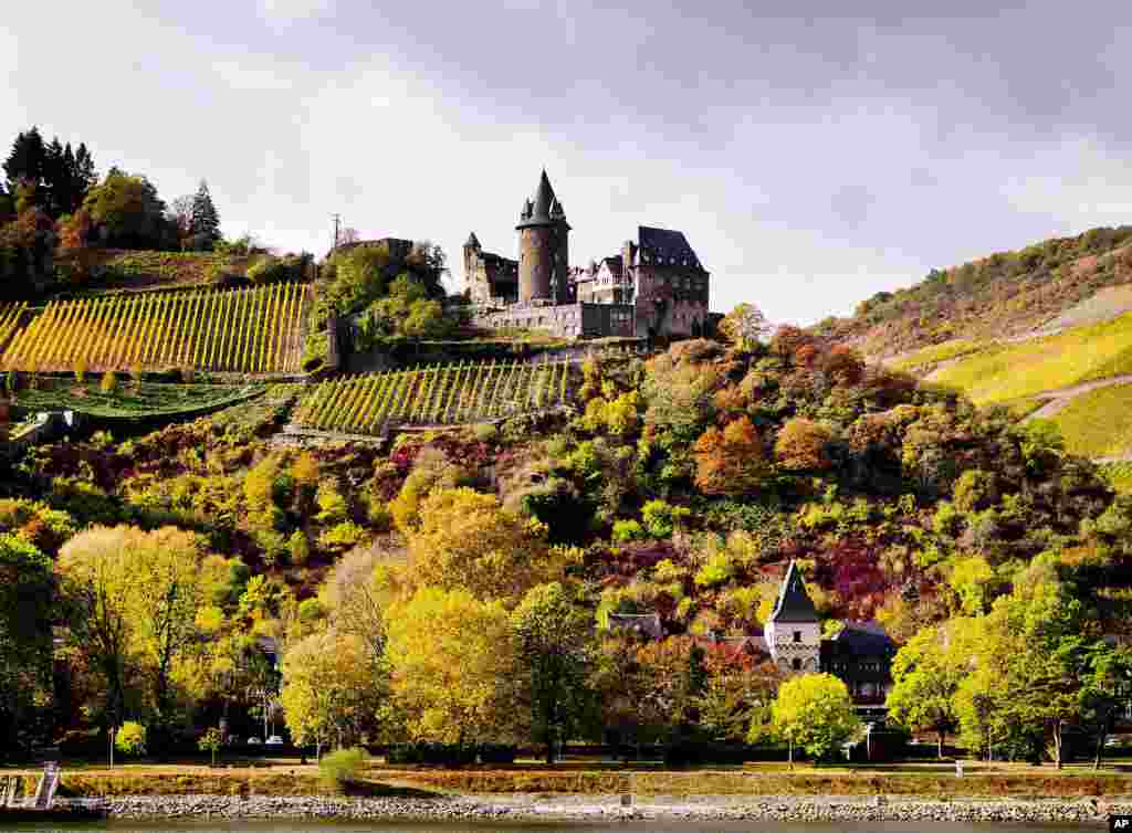 An old castle is seen above colorful trees and a vineyard that overlook the Rhine River near the village of Bacharach, Germany.