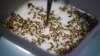 Researchers: Link Between Zika Virus and Birth Defects 