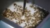Nyamuk yang Mengandung Bakteri Diharapkan Cegah Zika