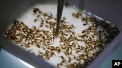 In this Feb. 1, 2016 photo, a technician from the British biotec company Oxitec, inspects the pupae of genetically modified Aedes aegypti mosquitoes, a vector for transmitting the Zika virus, in Campinas, Brazil. 