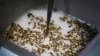 Zika : des chercheurs mettront leurs découvertes en accès libre et gratuit