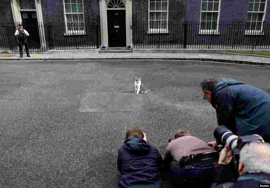 Media members photograph Larry the cat outside Downing Street in London.