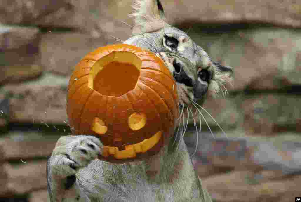 A lion plays with a jack o'lantern during the Fort Worth Zoo’s 24th annual Halloween celebration "Boo at the Zoo," October 22, 2015, in Fort Worth, Texas. 