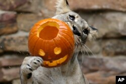 FILE - A lion plays with a jack o'lantern during the Fort Worth Zoo’s 24th annual Halloween celebration "Boo at the Zoo," October 22, 2015, in Fort Worth, Texas. (AP Photo/LM Otero)