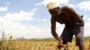 Kenyan Farmers Invest in Own Farms With Help of FAO