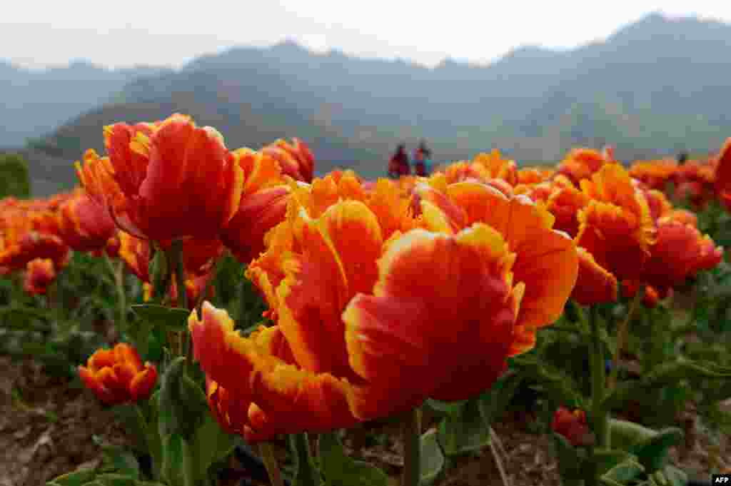 Tourists (background) take a stroll at the Tulip Garden, claimed to be Asia&#39;s largest, in Srinagar, India. The site is the largest tulip garden of Asia and is spread over an area of about 12 hectares. 